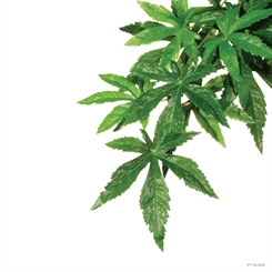 ExoTerra Abuliton Silkeplante  Large